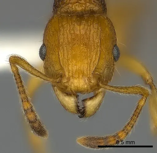 Tetramorium olana specimen
