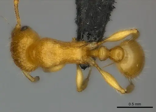 Tetramorium olana - CASENT0044402