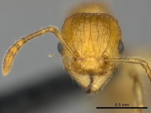 Tetramorium olana - CASENT0044402