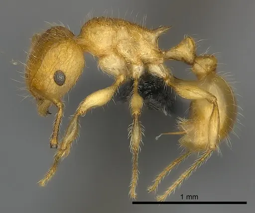 Tetramorium olana - CASENT0044402