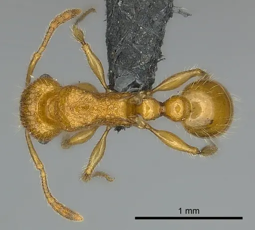 Tetramorium olana - CASENT0044484