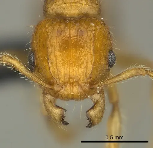 Tetramorium olana - CASENT0044484