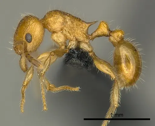 Tetramorium olana - CASENT0044484