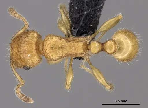 Tetramorium olana - CASENT0044485