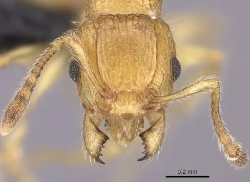 Tetramorium olana - CASENT0044485