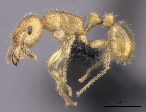 Tetramorium olana - CASENT0044485