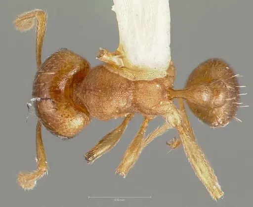 Tetramorium opacum specimen