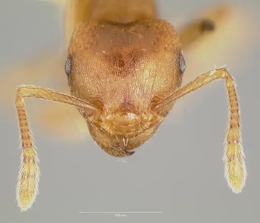 Tetramorium opacum specimen