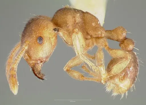 Tetramorium opacum specimen