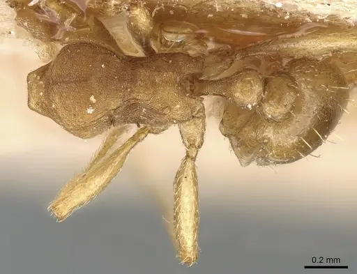 Tetramorium opacum - CASENT0281189