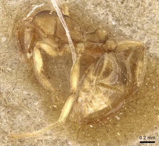 Tetramorium opacum - CASENT0281189