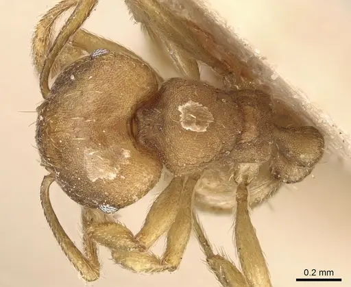 Tetramorium opacum - CASENT0281190