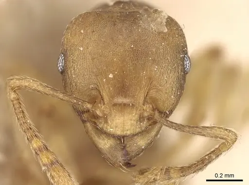 Tetramorium opacum - CASENT0281190