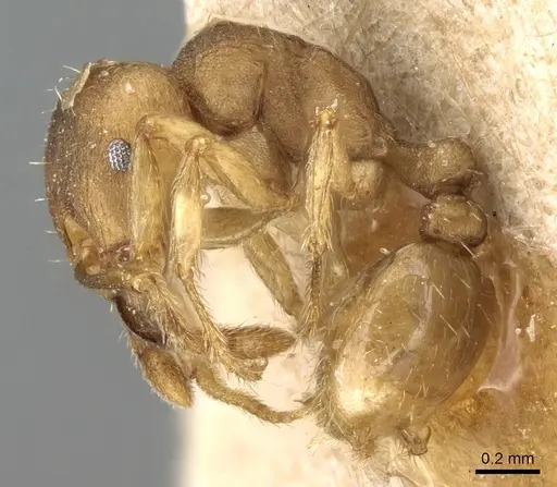Tetramorium opacum - CASENT0281190