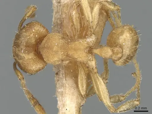 Tetramorium opacum - CASENT0281191