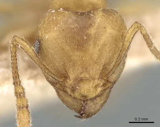 Tetramorium opacum - CASENT0281191