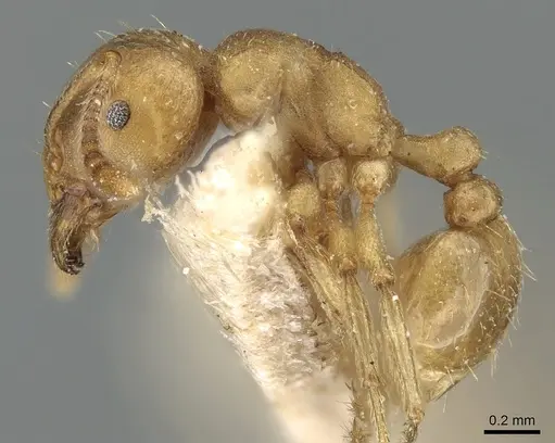 Tetramorium opacum - CASENT0281191