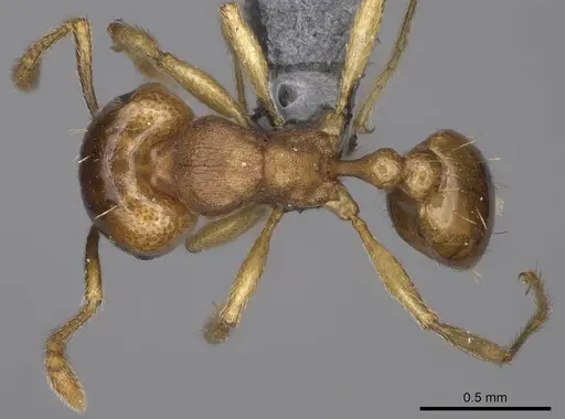 Tetramorium opacum - CASENT0365703