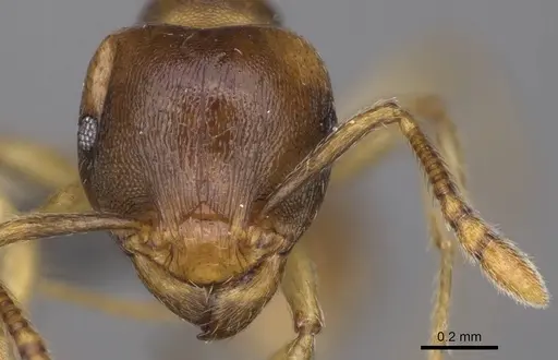 Tetramorium opacum - CASENT0365703