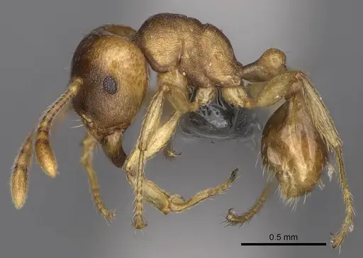 Tetramorium opacum - CASENT0365703