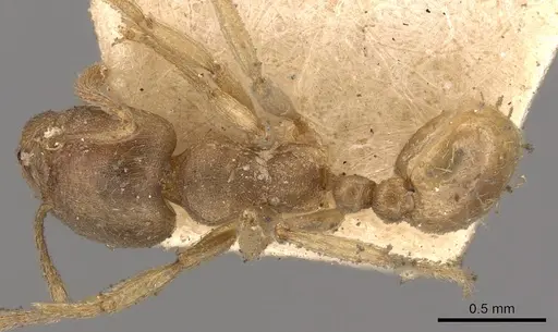 Tetramorium opacum - CASENT0901030