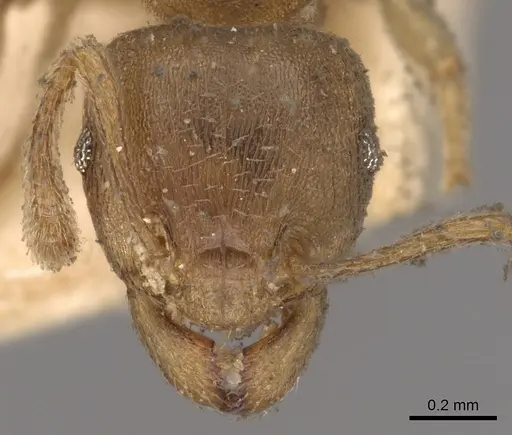 Tetramorium opacum - CASENT0901030