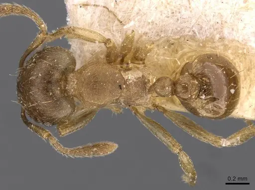 Tetramorium opacum - CASENT0909200