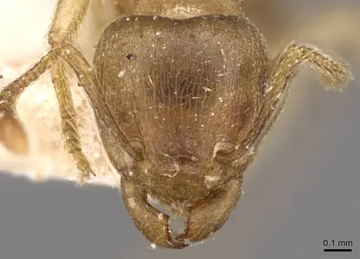 Tetramorium opacum - CASENT0909200