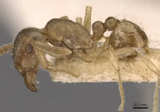 Tetramorium opacum - CASENT0909200
