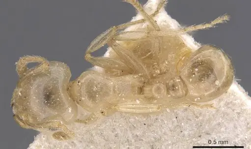 Tetramorium opacum - CASENT0913973