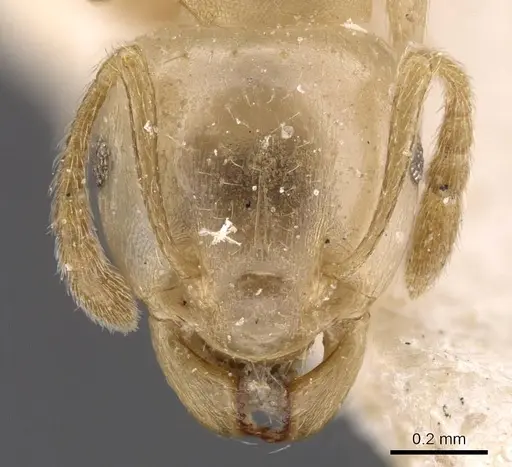 Tetramorium opacum - CASENT0913973