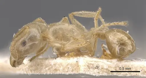 Tetramorium opacum - CASENT0913973