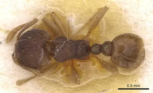 Tetramorium opacum - CASENT0914275
