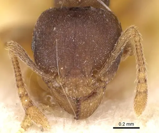 Tetramorium opacum - CASENT0914275