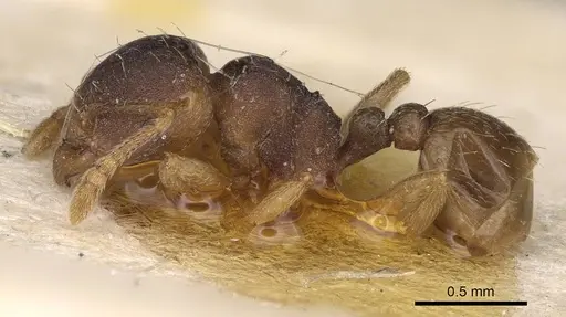 Tetramorium opacum - CASENT0914275