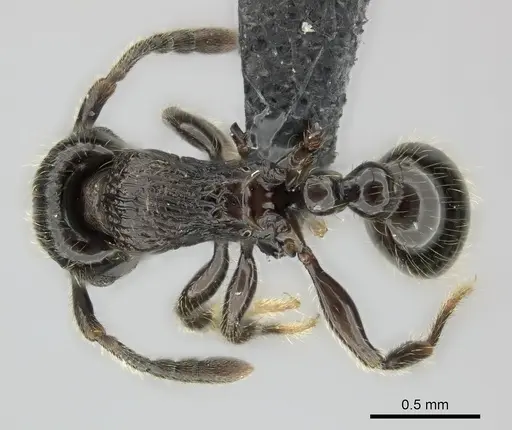 Tetramorium orc specimen
