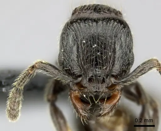 Tetramorium orc specimen