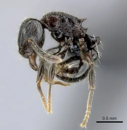 Tetramorium orc specimen