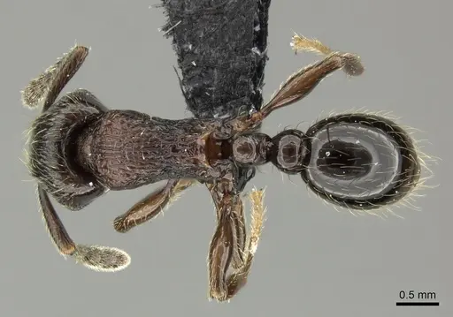 Tetramorium orc - CASENT0487093
