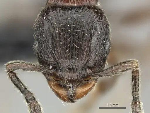 Tetramorium orc - CASENT0487093