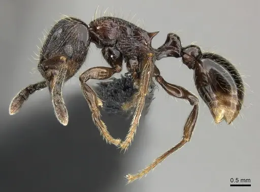 Tetramorium orc - CASENT0487093