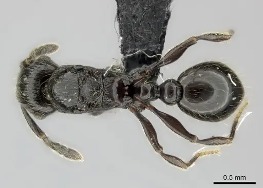 Tetramorium orc - CASENT0487185