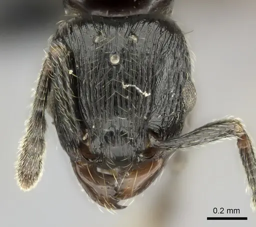 Tetramorium orc - CASENT0487185
