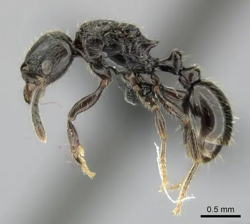 Tetramorium orc - CASENT0487185