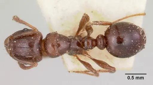 Tetramorium orientale specimen