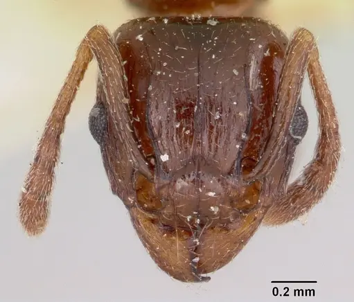 Tetramorium orientale specimen