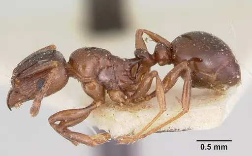 Tetramorium orientale specimen