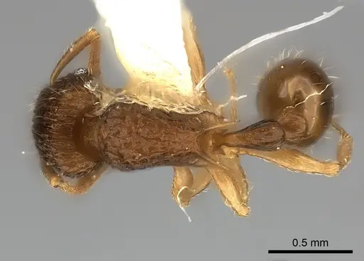 Tetramorium ornatum specimen