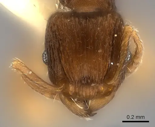 Tetramorium ornatum specimen