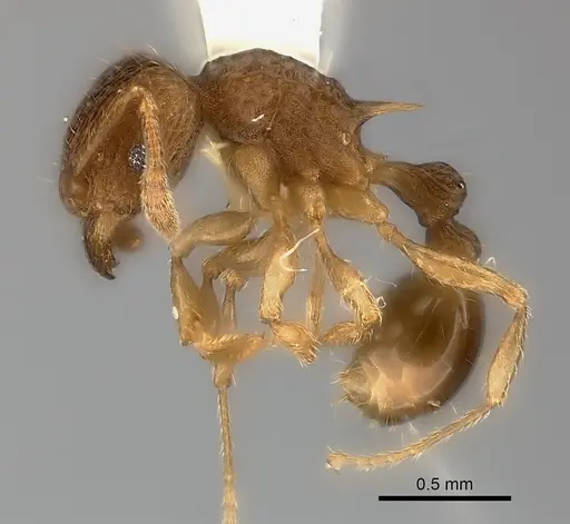 Tetramorium ornatum specimen